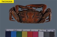 藏品(萬歲大眼蟹)的圖片